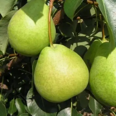 Груша ЛАГОДНАЯ в Молодечно