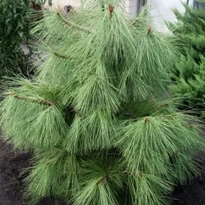 Сосна желтая  в Молодечно