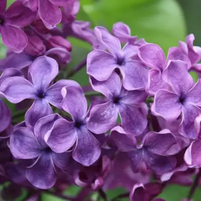 Сирень СУМЕРКИ в Молодечно