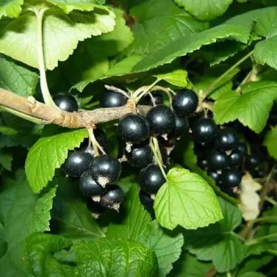 Смородина черная БАГИРА в Молодечно