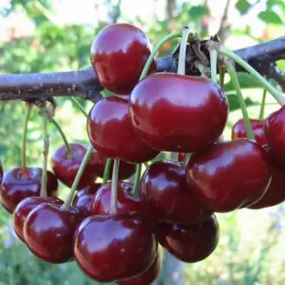 Дюк ИВАНОВНА в Молодечно