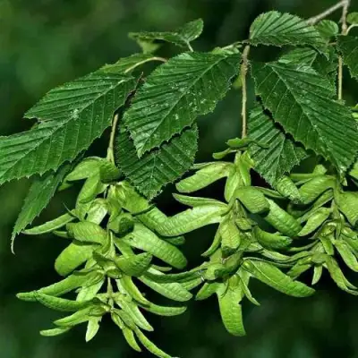 Граб  в Молодечно