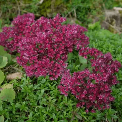 Очиток (седум) РУБИ ГЛОУ скальный в Молодечно
