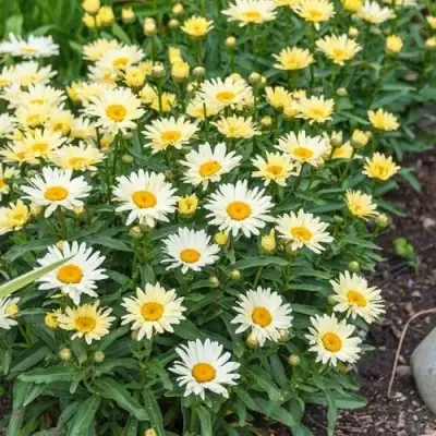 Нивяник БРОДВЕЙ ЛАЙТС великолепный в Молодечно