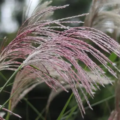 Мискантус МАЛЕПАРТУС китайский  в Молодечно