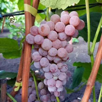 Виноград РИЛАЙНС ПИНК СИДЛИС в Молодечно