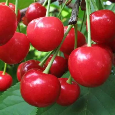 Дюк ПРЕВОСХОДНАЯ ВЕНЬЯМИНОВА в Молодечно