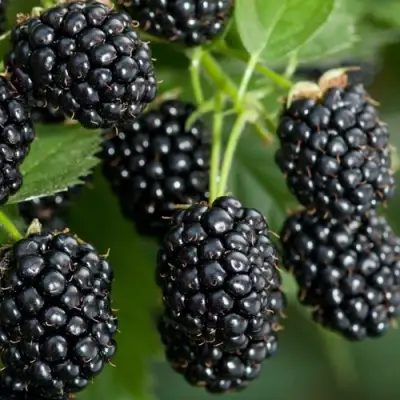 Ежевика ЧЕРНАЯ МАГИЯ ремонтантная  в Молодечно