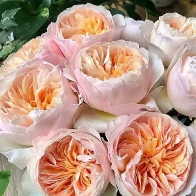 Роза ДЖУЛЬЕТТА английская в Молодечно