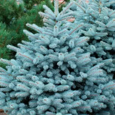 Ель СУПЕР БЛЮ СИДЛИНГ колючая в Молодечно