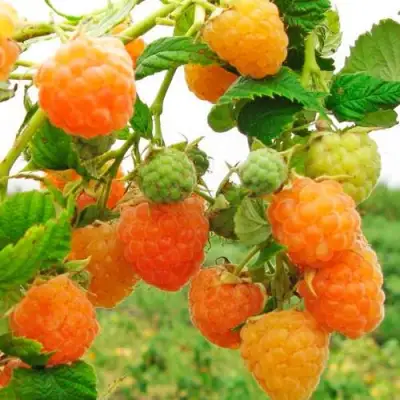 Малина ЗОЛОТЫЕ КУПОЛА в Молодечно