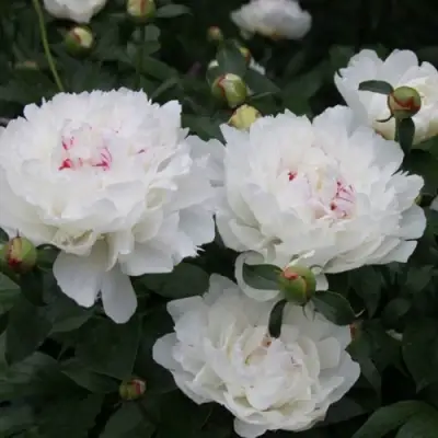 Пион ФЕСТИВА МАКСИМА травянистый в Молодечно