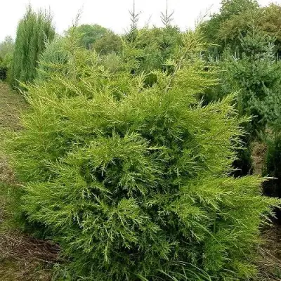 Можжевельник КУРИВАО ГОЛД китайский в Молодечно