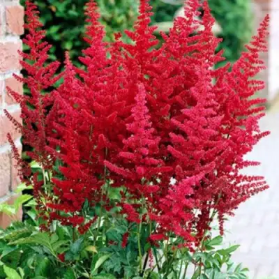 Астильба БУРГУНДИ РЕД Арендса в Молодечно