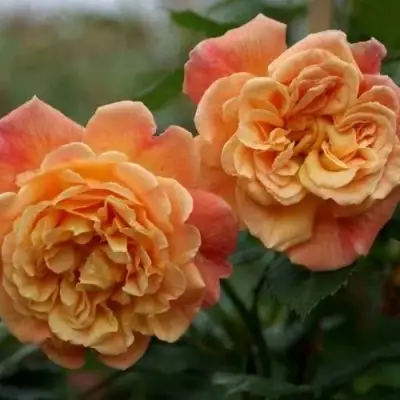 Роза АЛОХА плетистая в Молодечно