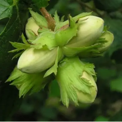 Фундук ТАМБОВСКИЙ ПОЗДНИЙ в Молодечно