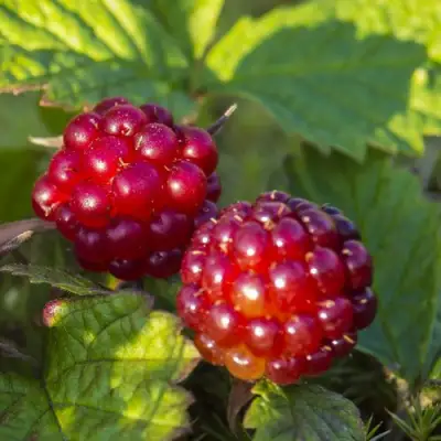 Княженика ЛИНДА в Молодечно