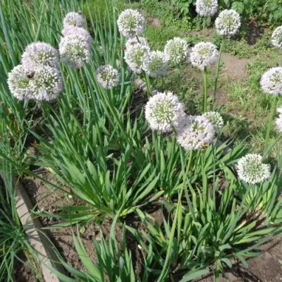 Лук слизун в Молодечно