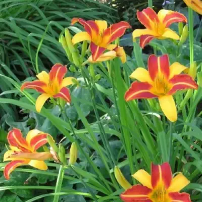 Лилейник ФРАНС ХАЛС в Молодечно