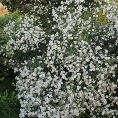 Болтония СНОУБЭНК в Молодечно