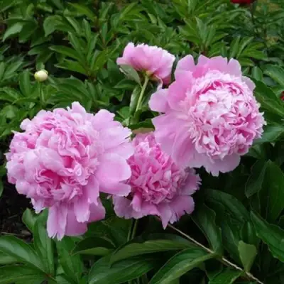 Пион МЕСЬЕ ЖЮЛЬ ЭЛИ травянистый в Молодечно