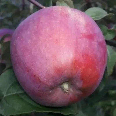 Яблоня ЗОРКА в Молодечно