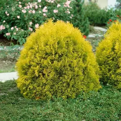 Туя РЕЙНГОЛД западная в Молодечно