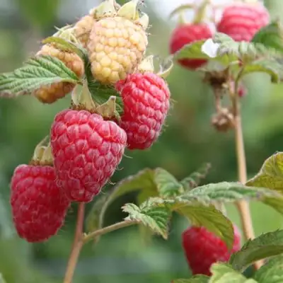 Малина МОЛЛИНГ ДЖУНО в Молодечно