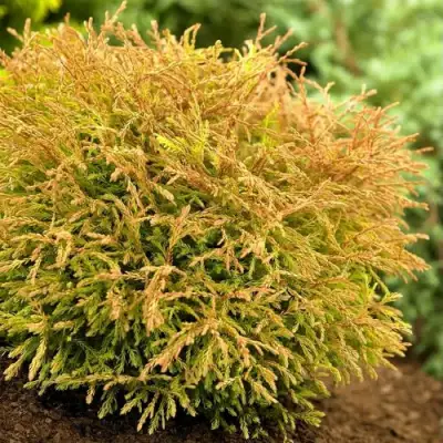 Туя ГОЛДЕН ТАФФЕТ западная в Молодечно