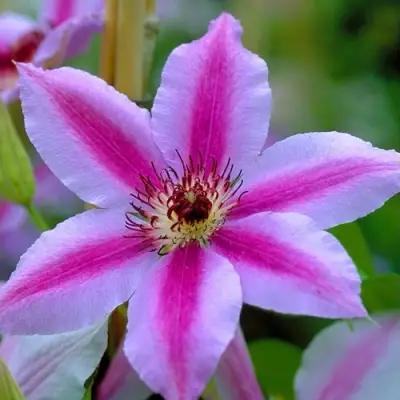 Клематис НЕЛЛИ МОЗЕР в Молодечно