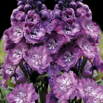 Дельфиниум ДЕЛЬФИС ПИНК ПАУЭ высокий в Молодечно