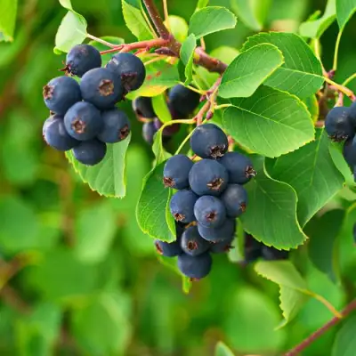 Ирга КОЛОСИСТАЯ в Молодечно