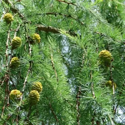 Лиственница КЕМПФЕРА в Молодечно