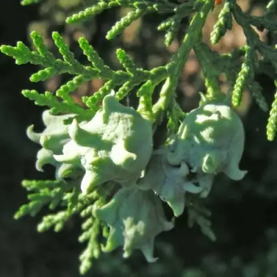 Туя восточная в Молодечно