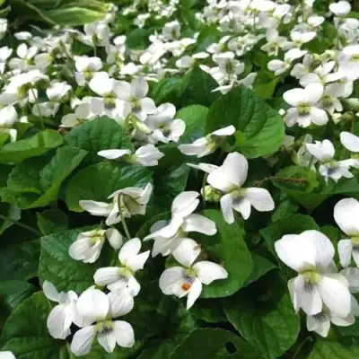 Фиалка АЛЬБИФЛОРА сестринская в Молодечно