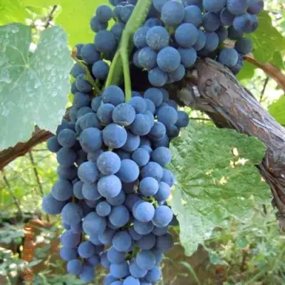 Виноград ВЕНУС в Молодечно