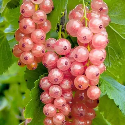 Смородина белая ПРЫГАЖУНЯ (РОЗОВАЯ) в Молодечно