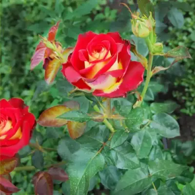 Роза ФРЕНДШИП чайно-гибридная в Молодечно