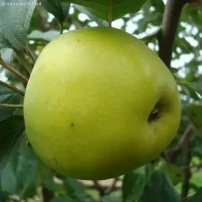 Яблоня КОШТЕЛЯ в Молодечно