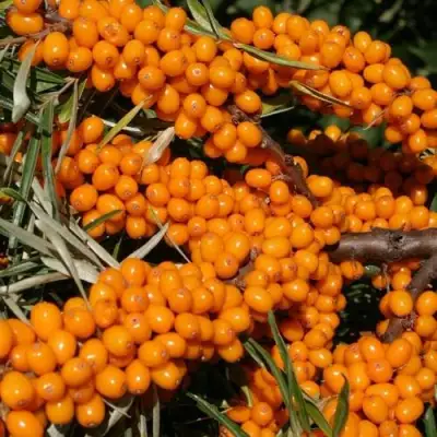 Облепиха АЛТАЙСКАЯ в Молодечно