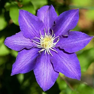 Клематис ЗЕ ПРЕЗИДЕНТ в Молодечно