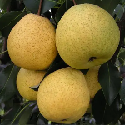 Груша ВЕЛИКАЯ ЛЕТНЯЯ (БОЛЬШАЯ ЛЕТНЯЯ) в Молодечно