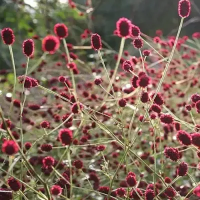 Кровохлебка ЧОКОЛАТ ТИП в Молодечно