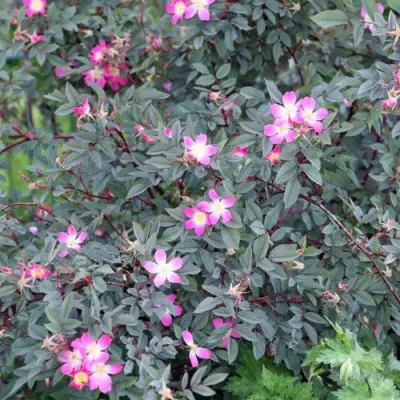 Роза сизая в Молодечно