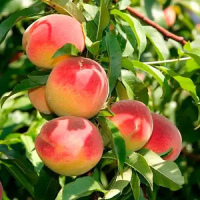 Персик ДИВНЫЙ в Молодечно