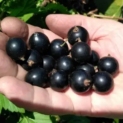 Смородина черная ЧЕРНООКАЯ в Молодечно