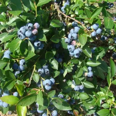 Голубика БЛЮЭТТА в Молодечно