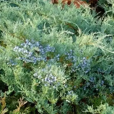 Можжевельник ГРЕЙ ОУЛ виргинский  в Молодечно