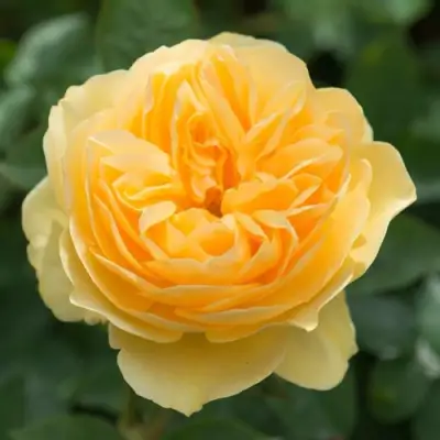 саженцы розы Грехам Томас