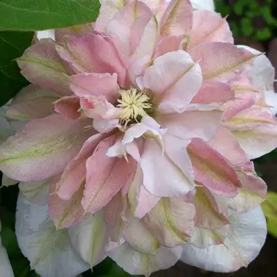 Клематис ИННОСЕНТ БЛАШ в Молодечно